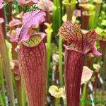 Kapturnica Sarracenia EVENDINE MK H54