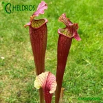 Kapturnica Sarracenia EVENDINE MK H54