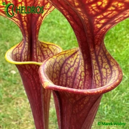 MK F47 Sarracenia Flava var. Ornata
