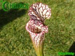 MK L28 Sarracenia Leucophylla Red  white. Large pitchers with a red peristome.