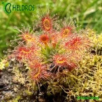 Rosiczka-Drosera-Verrucata-Fish-Track-Road