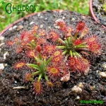 Rosiczka-Drosera-Verrucata-Fish-Track-Road