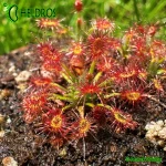 Rosiczka-Drosera-Verrucata-Fish-Track-Road