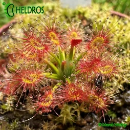 Drosera VERRUCATA (Fish Track Road, WA)