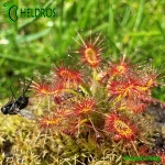 Rosiczka-Drosera-Verrucata-Fish-Track-Road