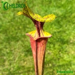 Kapturnica-MK-F25B-Sarracenia-Flava-Claret