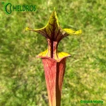 Kapturnica-MK-F25B-Sarracenia-Flava-Claret