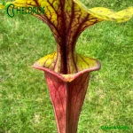 Kapturnica-MK-F25B-Sarracenia-Flava-Claret