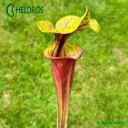 MK F25B Sarracenia rubricorpora 'Claret'
