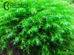 Mech Phoenix moss Fissidens fontanus
