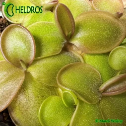 Pinguicula MORANENSIS var. ROSEI