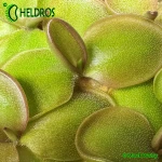 Tłustosz-Pinguicula-Moranensis-var-Rosei