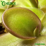 Tłustosz-Pinguicula-Moranensis-var-Rosei