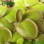 Tłustosz-Pinguicula-Moranensis-var-Rosei