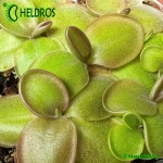 Tłustosz-Pinguicula-Moranensis-var-Rosei