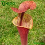 RvL-FL105-Sarracenia-Flava-var-Atropurpurea