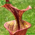 RvL-FL105-Sarracenia-Flava-var-Atropurpurea