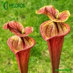 RvL-FL105-Sarracenia-Flava-var-Atropurpurea