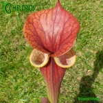 RvL-FL105-Sarracenia-Flava-var-Atropurpurea