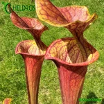 RvL-FL105-Sarracenia-Flava-var-Atropurpurea