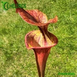 RvL-FL105-Sarracenia-Flava-var-Atropurpurea