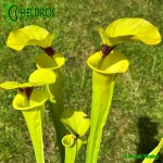 MK-F18-Sarracenia-var-rugelii-Giant-robust-clone