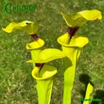 MK-F18-Sarracenia-var-rugelii-Giant-robust-clone