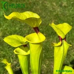MK-F18-Sarracenia-var-rugelii-Giant-robust-clone