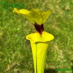 MK-F18-Sarracenia-var-rugelii-Giant-robust-clone