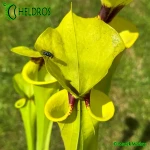 MK-F18-Sarracenia-var-rugelii-Giant-robust-clone