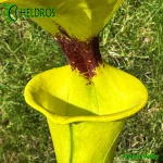MK-F18-Sarracenia-var-rugelii-Giant-robust-clone
