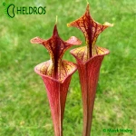 RvL-FL105-Sarracenia-Flava-var-Atropurpurea