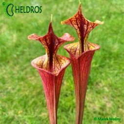 RvL-FL105 Sarracenia Flava var. Atropurpurea