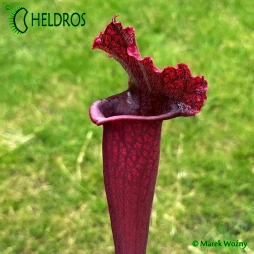 Sarracenia 'JUTHATIP SOPER' - nice
