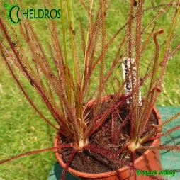 Drosera  FILIFORMIS var. Floridiana - 20 seeds