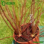 Rosiczka-Drosera-Filiformis-var-Floridiana