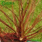 Rosiczka-Drosera-Filiformis-var-Floridiana