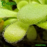 Tłustosz-Pinguicula-Agnata-ZIMAPAN