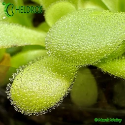 Pinguicula AGNATA (Zimapan, Hidalgo)