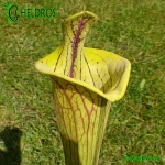 Kapturnica-Sarracenia-Flava-Ornata-LIDLESS-heliamphorides