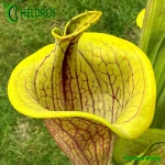Kapturnica-Sarracenia-Flava-Ornata-LIDLESS-heliamphorides
