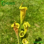 Kapturnica-Sarracenia-Flava-Ornata-LIDLESS-heliamphorides