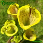 Kapturnica-Sarracenia-Flava-Ornata-LIDLESS-heliamphorides