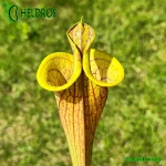 Kapturnica-Sarracenia-Flava-Ornata-LIDLESS-heliamphorides