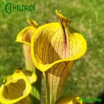 Kapturnica-Sarracenia-Flava-Ornata-LIDLESS-heliamphorides