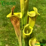 Kapturnica-Sarracenia-Flava-Ornata-LIDLESS-heliamphorides