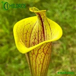 Kapturnica-Sarracenia-Flava-Ornata-LIDLESS-heliamphorides