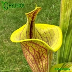 Kapturnica-Sarracenia-Flava-Ornata-LIDLESS-heliamphorides
