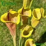Kapturnica-Sarracenia-Flava-Ornata-LIDLESS-heliamphorides
