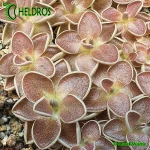 Pinguicula-ehlersiae-Ixmiquilpan-Hidalgo